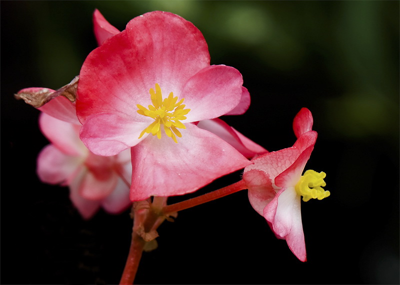 224 Blume SAM_0274 als Smart-Objekt-1 Kopie als Smart-Objekt-1.jpg